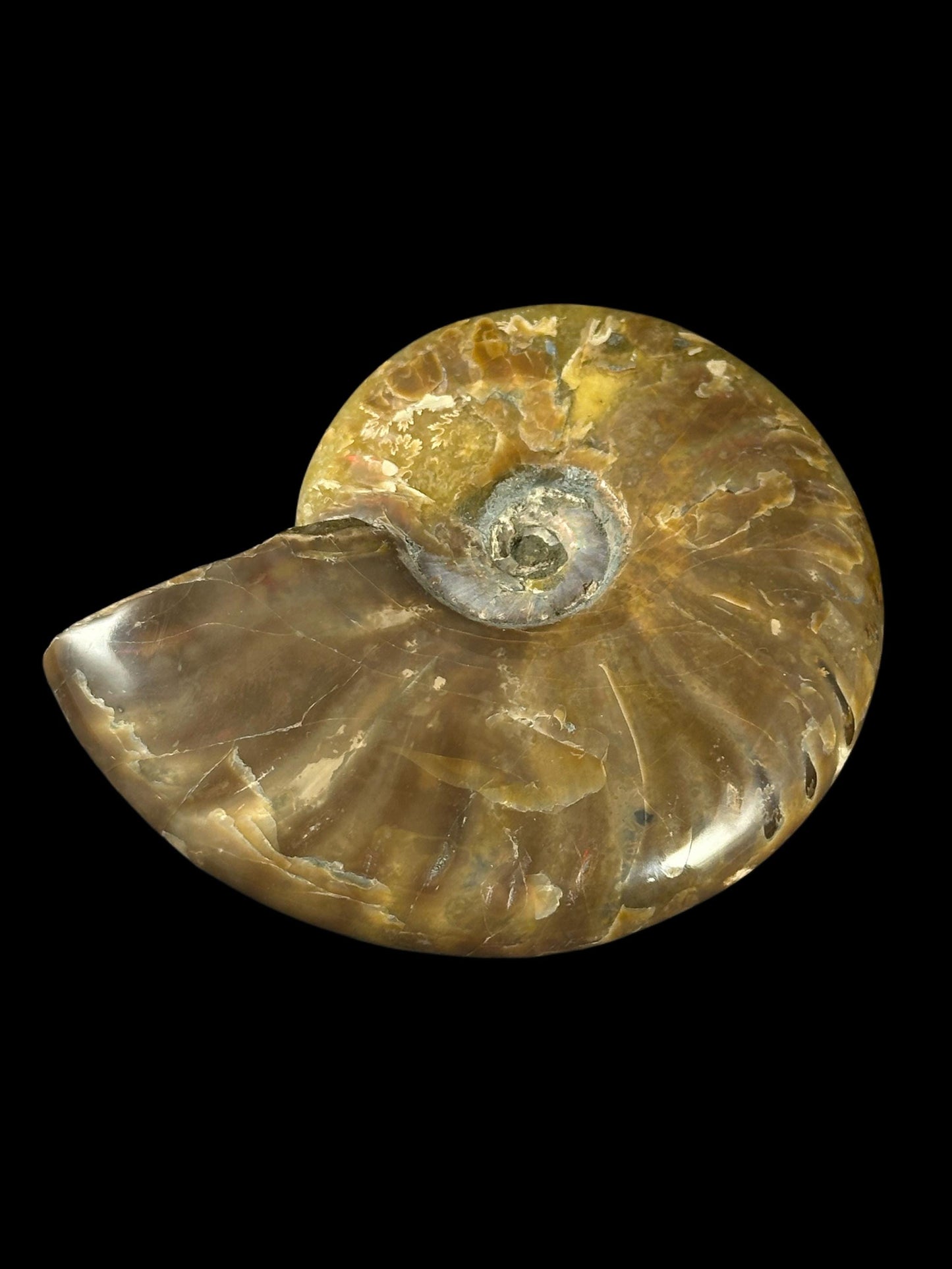 Opalized Fossil Snail (Indian Ocean)