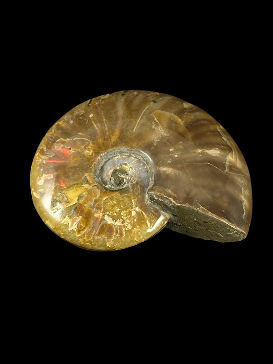 Opalized Fossil Snail (Indian Ocean)