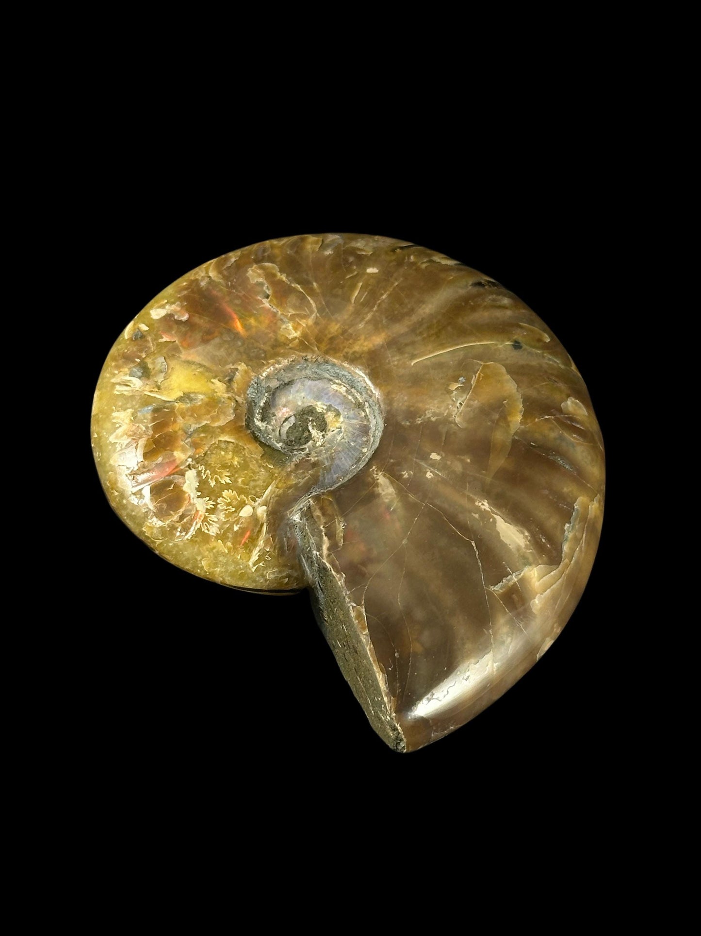 Opalized Fossil Snail (Indian Ocean)